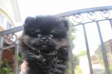 Puppies for sale pomeranian spitz - Austria, Graz