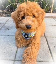 Puppies for sale toy-poodle - Belgium, Gant