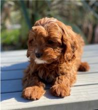 Puppies for sale other breed, cavapoo puppy - Russia, Belgorod