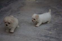 Puppies for sale maltese - Austria, Graz
