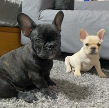 Puppies for sale french bulldog - Armenia, Armenia
