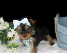 Puppies for sale yorkshire terrier - Spain, Navarra