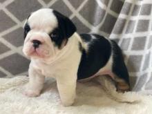 Puppies for sale english bulldog - Malta, Valletta. Price 10 €