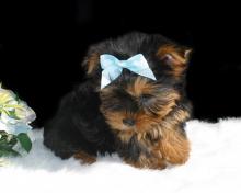 Puppies for sale yorkshire terrier - Spain, Navarra