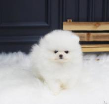 Puppies for sale pomeranian spitz - Portugal, Lisbon