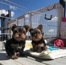 Puppies for sale yorkshire terrier - Slovenia, Ljubljana