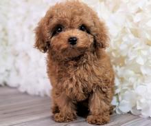 Puppies for sale poodle - Netherlands, Petten