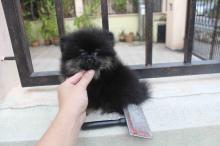 Puppies for sale pomeranian spitz - Germany, Leverkusen