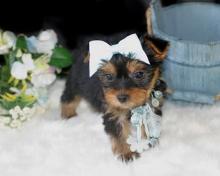 Puppies for sale yorkshire terrier - Spain, Santa Cruz de Tenerife