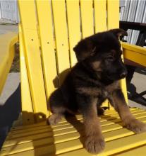 Puppies for sale , german shepherd puppies - Lithuania, Varena