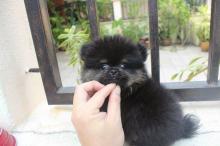 Puppies for sale pomeranian spitz - Austria, Linz