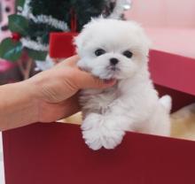 Puppies for sale , maltese puppies - Romania, Constanta