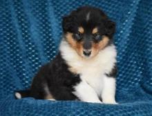 Puppies for sale collie - Slovenia, Ljubljana