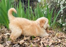 Puppies for sale golden retriever - Greece, Heraklion