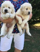 Puppies for sale golden retriever - USA, Arizona