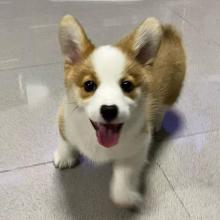 Puppies for sale , pembroke welsh corgi - Lithuania, Taurage