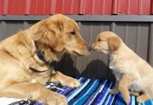 Puppies for sale golden retriever - Ireland, Cork