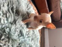 Puppies for sale chihuahua - Netherlands, The Hague. Price 155 €