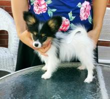 Puppies for sale papillon and phalene - Sweden, Stockholm