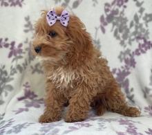 Puppies for sale , cockapoo - Russia, Novgorod