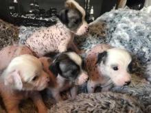 Puppies for sale chinese crested dog - Sweden, Norcheping