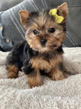 Puppies for sale yorkshire terrier - Netherlands, The Hague. Price 150 €