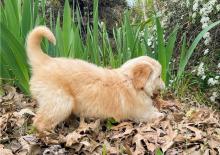 Puppies for sale golden retriever - Germany, Giessen