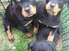 Puppies for sale rottweiler - Turkmenistan, Ashgabat