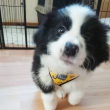 Puppies for sale border collie - Lithuania, Gargzdai