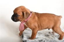 Puppies for sale , boxer puppies - Denmark, Aalborg