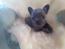 Puppies for sale french bulldog - Belgium, Charleroi