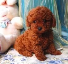 Puppies for sale poodle - Ireland, Dublin. Price 450 €