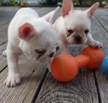 Puppies for sale french bulldog - France, Nantes