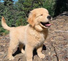 Puppies for sale golden retriever - Lithuania, Ionava