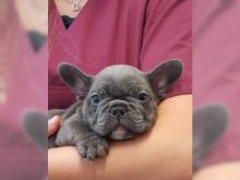 Puppies for sale french bulldog - Austria, Graz