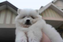 Puppies for sale pomeranian spitz - Greece, Larissa