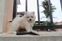 Puppies for sale pomeranian spitz - France, Kann