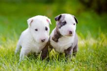 Puppies for sale bull terrier - Georgia, Kutaisi. Price 400 €