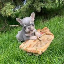 Puppies for sale french bulldog - Russia, Ekaterinburg