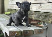 Puppies for sale french bulldog - Germany, Brandenburg. Price 250 €