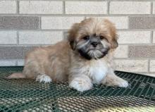 Puppies for sale lhasa apso - Canada, Alberta, Calgary