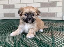 Puppies for sale lhasa apso - Canada, Quebec, Montreal