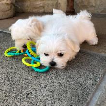 Puppies for sale maltese - Sweden, Lidkoping. Price 450 €