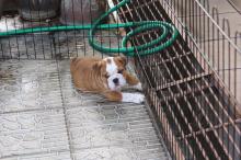 Puppies for sale english bulldog - Austria, Graz