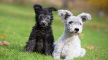 Puppies for sale , pumi - Greece, Athens