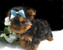 Puppies for sale yorkshire terrier - Hungary, KecskemГ©t