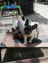 Puppies for sale french bulldog - Belgium, Charleroi