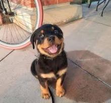 Puppies for sale rottweiler - Uzbekistan, Samarkand