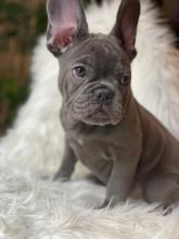 Puppies for sale french bulldog - Spain, Lerida