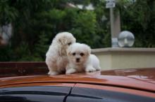 Puppies for sale maltese - Germany, 